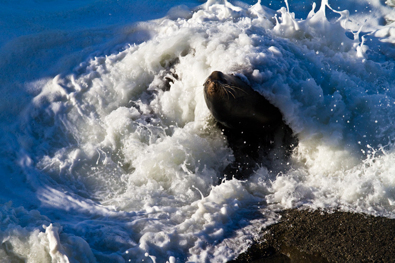 California Sea Lion In Surf